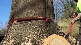 The Largest Tree I Ever Felled :)