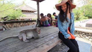 Monkey Steals Hat from Chinese Tourist in Bali