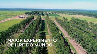 ILPF: o futuro da agropecuária regenerativa