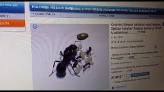 Ameisenfarm Messor barbarus #01 - Ameisen bestellen