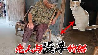 善良的老人救了1只没有脚的流浪猫！A kind old man saved a stray cat without feet!