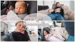 BRINGING BABY HOME + MEETING OUR GOLDENDOODLES | POSTPARTUM UPDATE | Vlog 