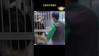 Little cute giant panda, Le Bao小任性大熊猫乐宝 #lebao #aibao #乐宝