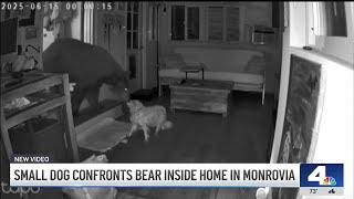 Bear intruder unfazed by confrontational dog in Monrovia