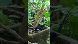 Oriental Magpie-Robin | Copsychus Saularis | Polkichcha-Sri Lanka | #nature #shorts #birds #animals