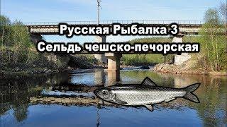 Русская рыбалка 3. Сельдь чешско-печорская. Редкости