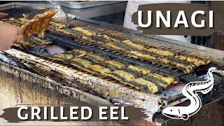 Grilled EEL(Unagi) Japanese Food  | How to fillet and grill eel