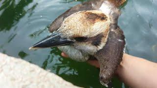 Saving a Young Kookaburra from Drowning!!