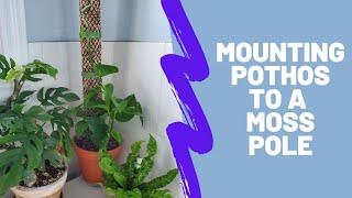 Let's Mount a Pothos to a Moss Pole