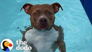 Pearl The Pittie Won't Get Out Of The Pool | The Dodo