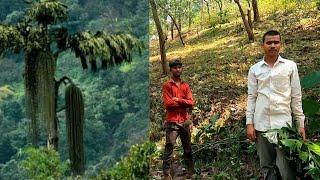 परप्रांतीय लुटतायत कोकणातील जंगले?| दुर्मिळ भेरले माडाची तस्करी|Save Forests Save Konkan