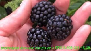 Десертные ягоды ежевики сорта АСТЕРИНА