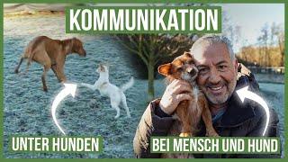 Mit DEINEM Hund richtig kommunizieren!  DAS solltest Du beachten...