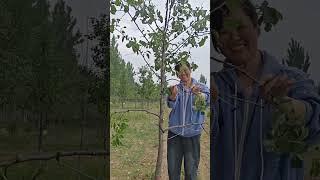 Fruit Tree Branch Shaping – A Simple Way to a Better Harvest