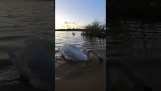 Swans in Wicksteed Park Kettering Northamptonshire #swans #birds #nature #wildlife.