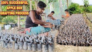 100% Successful Apple Ber Grafting Process/ Apple Ber Plant Nursery/ Apple Ber Ki Kheti