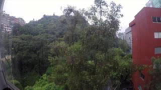 Tree Under the Rain in CdMX- Timelapse