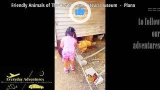 Cute Animals at The Heritage Farmstead Museum  Plano | Plano The Heritage Farmstead Museum