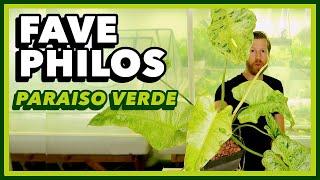 PHILODENDRON PARAISO VERDE Care Guide: FAVORITE PHILODENDRONS