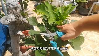 错过夏果，别错过秋果！盆栽无花果产量“低”？没磷酸二氢钾也行