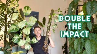 GIVING MY LARGE MANJULA POTHOS THE CHOP - chop & extend tutorial with a twist