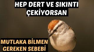 HEP DERT VE SIKINTI ÇEKİYORSAN  İŞTE SEBEBİ - VOLKAN AKSOY