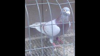 racing pigeons, how to train your pigeons for beginners