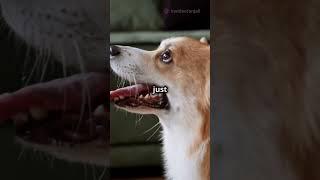 Classical Conditioning: Pavlov's Dog  #animalbehaviour #animals #science #psychology