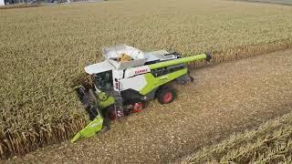 NEUER CLAAS " STUBBLE CRACKER " & LEXION 6900 - Körnermais 2023 / CLAAS STUBBLE CRACKER grain corn