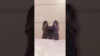 My French Bulldog before & after “POOP”#frenchbulldog #funny #shorts