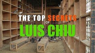 Top Secrets of Luis Chiu in Pigeon Racing in the Philippines