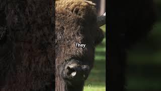 Meet The Majestic European Bison #wildlife #shorts