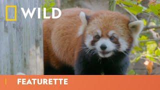 Is This Panda The Next Picasso? | Secrets Of The Zoo | National Geographic Wild UK