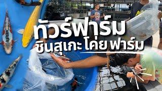 ยกปลากลับบ้าน โคตรแจ่ม ที่ Shinsuke Koi Farm ศรีราชา