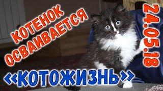 Продолжение истории найдёныша  КОТОЖИЗНЬ! 24 мая 2018