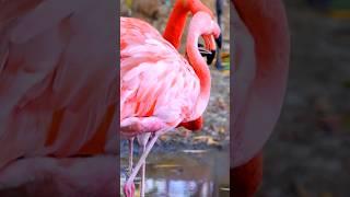 AMAZING American Flamingo Bird Facts You Need to Know!