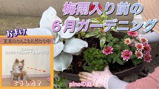 【pinoの庭】梅雨入り前に行った６月のガーデニングをご紹介／切る、、植える、寄せ替え、直す、撒く／実家のわんこの我が家での好き、嫌い#ガーデニングブログ