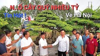 TIN HÓT ! Cuộc CHUYỂN NHƯỢNG CÂY SANH CỔ * Nhiều Tỷ * giữa anh TUẤN CHÈ & em HỘI Hà Đông .