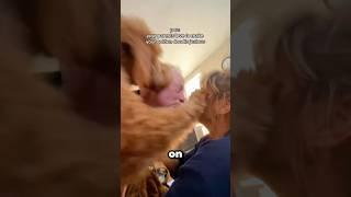 Jealous GOLDEN DOODLE Hilariously INTERVENES In grandparents Romantic Moment