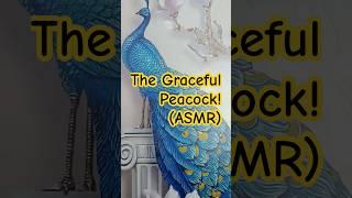 The Graceful Peacock.