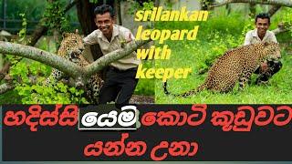 srilankan leopard with keeper/හදසිස්සියෙම කොටියගේ  කූඩුවට ගියාම