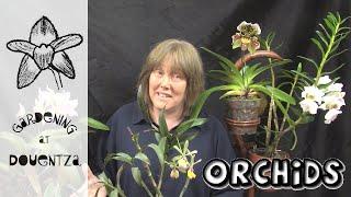 Orchid Update & Unboxing from Fellow YouTuber, @bumblebeesorchids3408