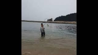 뜰채로 잡을정도로 많은숭어 #투망 #낚시 #해루질 #동해 #서해 #취미 #전어 #숭어 #fish #cast net fishing