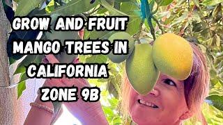 Grow and Fruit Mango Trees in z 9b - Winter Survival Tips