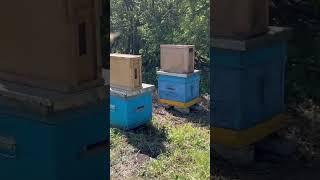 Какие сейчас цены на пчелопакеты!? #пасека #пчеловодство #bee #пчёлы