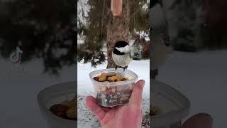 A ginormous Chickadee