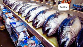 How Tuna Fish Is Caught & Turned into Canned Tuna  Behind the Scenes of Tuna Processing