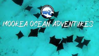 Moorea Ocean Adventures - Discover Moorea Island on a boat