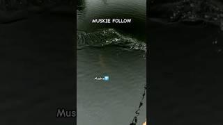 Muskie follows bucktail and almost goes for it on the figure 8 #shorts #musky #muskie #fishing #fish