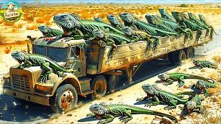 Deal With Invasive Iguanas - How Do Americans Hunt and Process Thousands of Iguanas Each Year